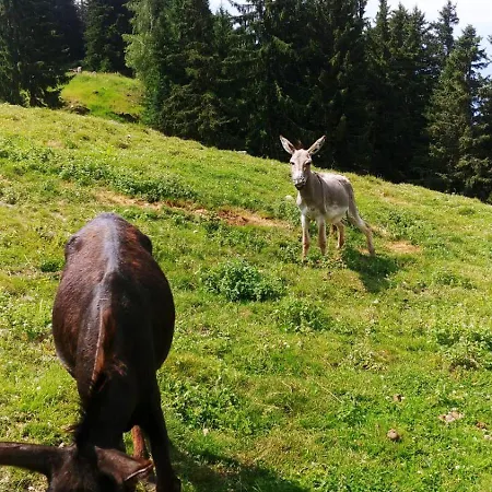 シャレー Ciapin House *