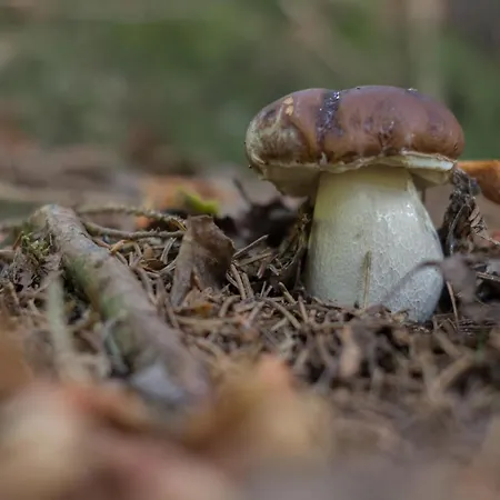 Ciapin House * Buglio in Monte