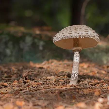 シャレー Ciapin House *