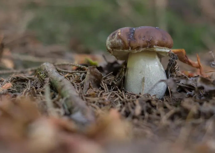 Ciapin House * Buglio in Monte