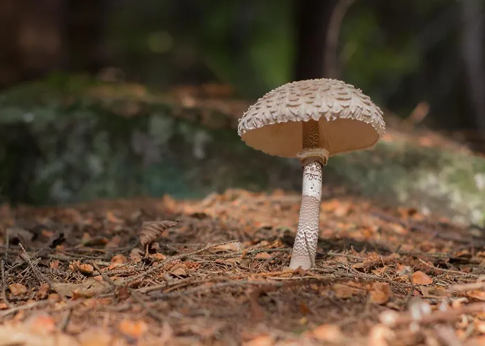 בקתה Ciapin House *